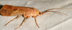 Limnephilus indivisus