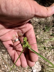 Cyperus fendlerianus