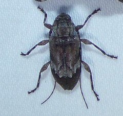 Astylopsis arcuata