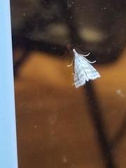 Leptosteges parthenialis