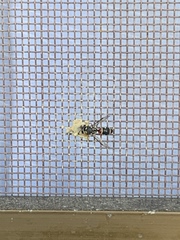 Paraleptomenes miniatus