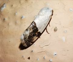 Ponometia elegantula