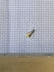 Paraleptomenes miniatus