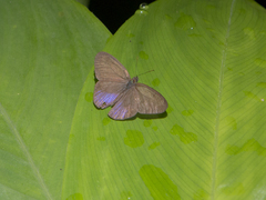 Euptychiina
