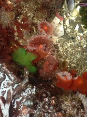 Corynactis californica