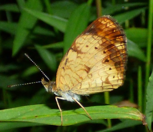 Pearl Crescent photographed in South Carolina