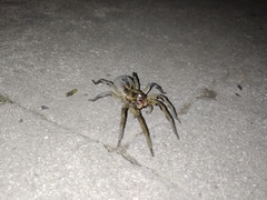 Lycosa erythrognatha