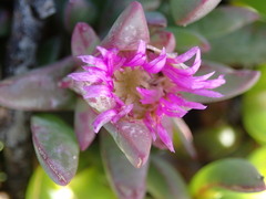 Carpobrotus modestus
