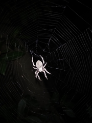 Parawixia audax