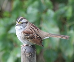 Zonotrichia albicollis