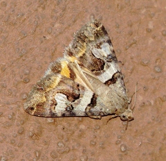 Bulia deducta