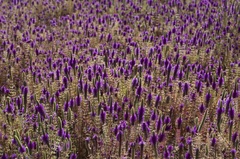 Pogostemon deccanensis