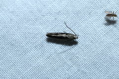 Coleotechnites florae