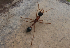 Myrmecia nigriceps