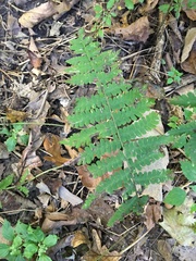 Deparia acrostichoides