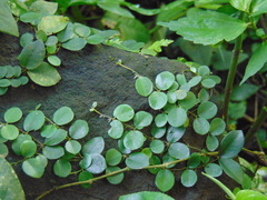 Magnoliopsida