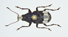 Eurymycter tricarinatus