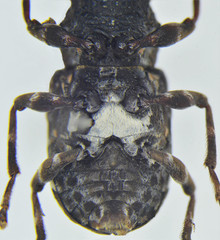 Eurymycter tricarinatus