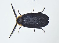 Pollaclasis bifaria