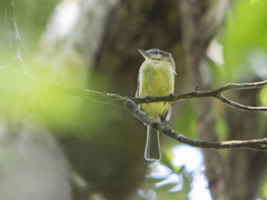 Tolmomyias sulphurescens