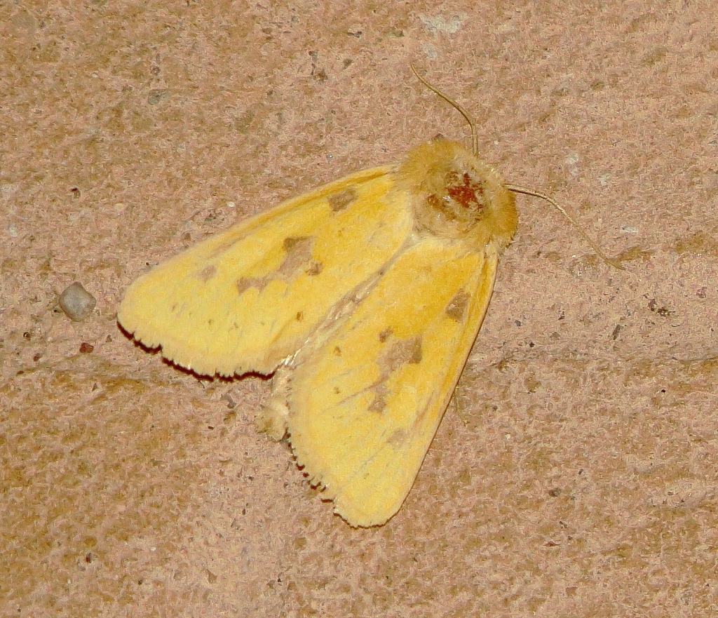 Chihuahuan Nocloa