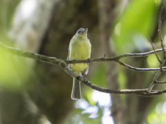 Tolmomyias sulphurescens