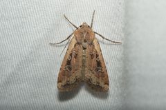 Euxoa ochrogaster