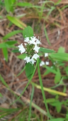 Spermacoce suaveolens