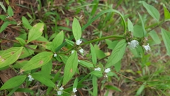 Spermacoce suaveolens