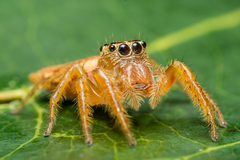 Artabrus aurantipilosus
