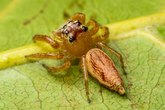 Artabrus aurantipilosus