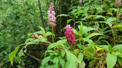 Phytolacca rugosa