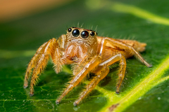Artabrus aurantipilosus