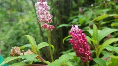 Phytolacca rugosa