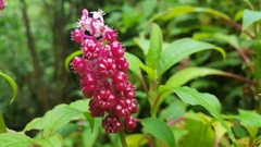 Phytolacca rugosa
