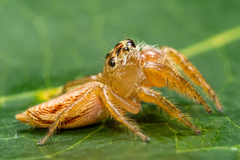 Artabrus aurantipilosus