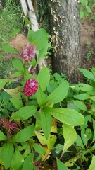 Phytolacca rugosa