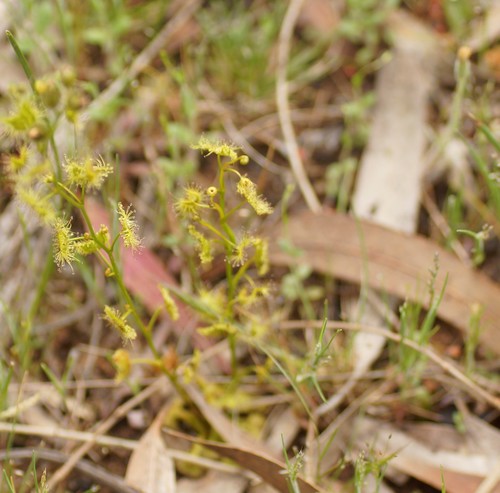 Drosera gunniana
