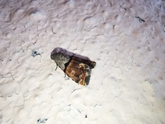 Cobubatha lixiva