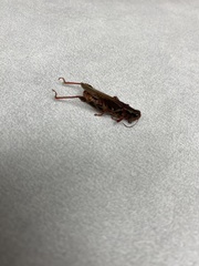Melanoplus sanguinipes