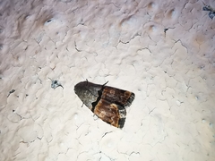 Cobubatha lixiva