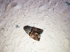 Cobubatha lixiva