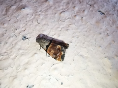 Cobubatha lixiva