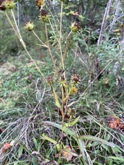 Helianthus longifolius