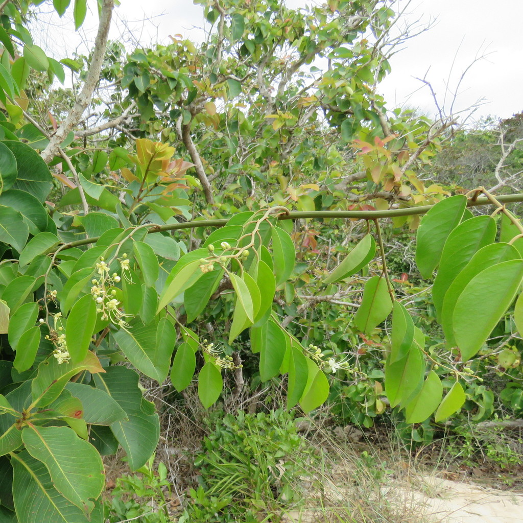 indian caper from Torres Strait QLD 4875, Australia on August 25, 2020 ...