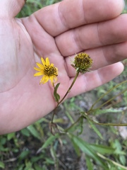 Helianthus longifolius