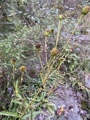 Helianthus longifolius