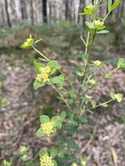 Pimelea flava flava