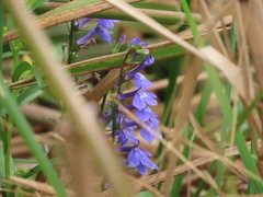 Lobelia elongata