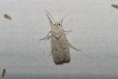 Euxoa catenula